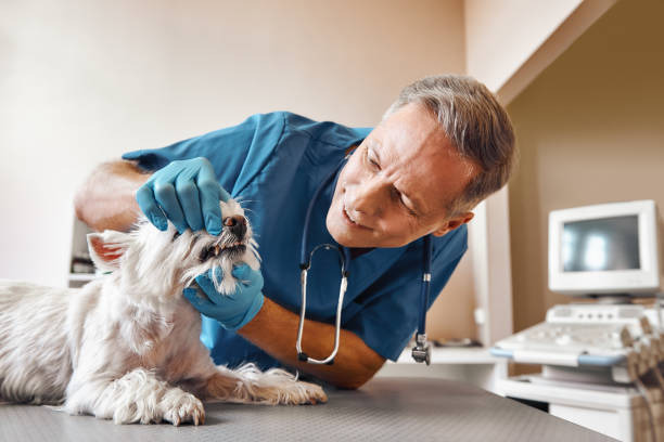 Best Tooth Infection Emergency Dentist  in Montgomery, WV